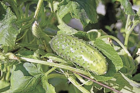 Cucumbers